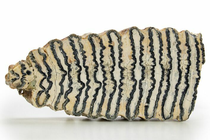Polished Mammoth Molar Slice - South Carolina #316537